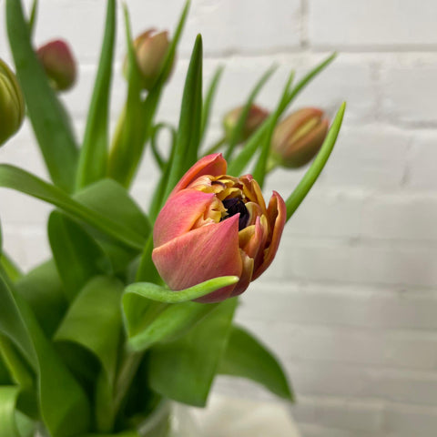 Tulip - Columbus Double 10 stems