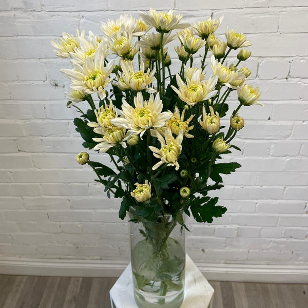 Chrysanthemum Baltica White-cream - 10 stems