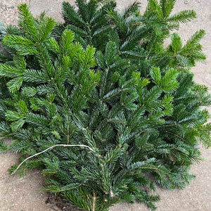 Nordman Pine Bundle - c5kg