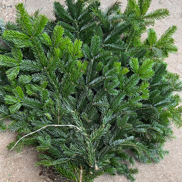 Nordman Pine Bundle - c5kg