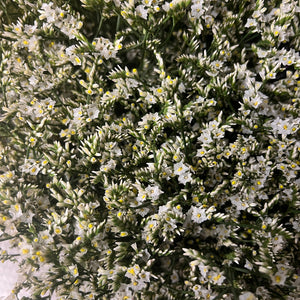 white limonium