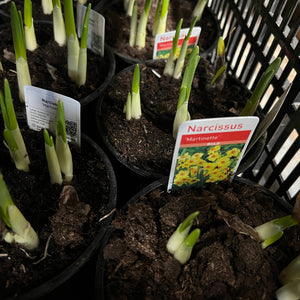 bulb potted daffodil