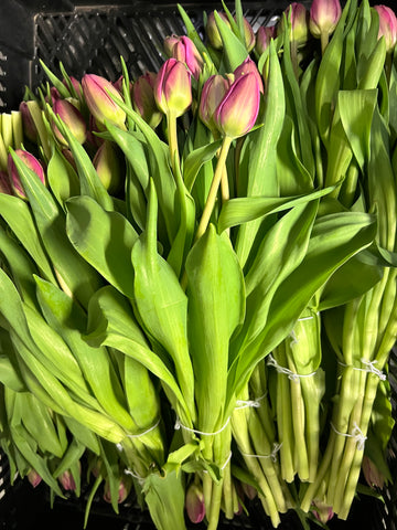 Tulip - Pink Double 8 stems