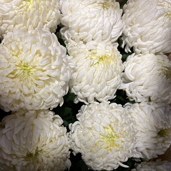 Chrysanthemum Blooms - Misty White*BOX OFFER 30*