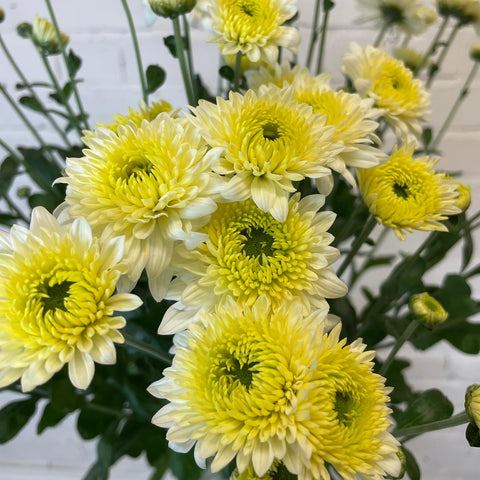 Chrysanthemum Blenda White- 10 stems