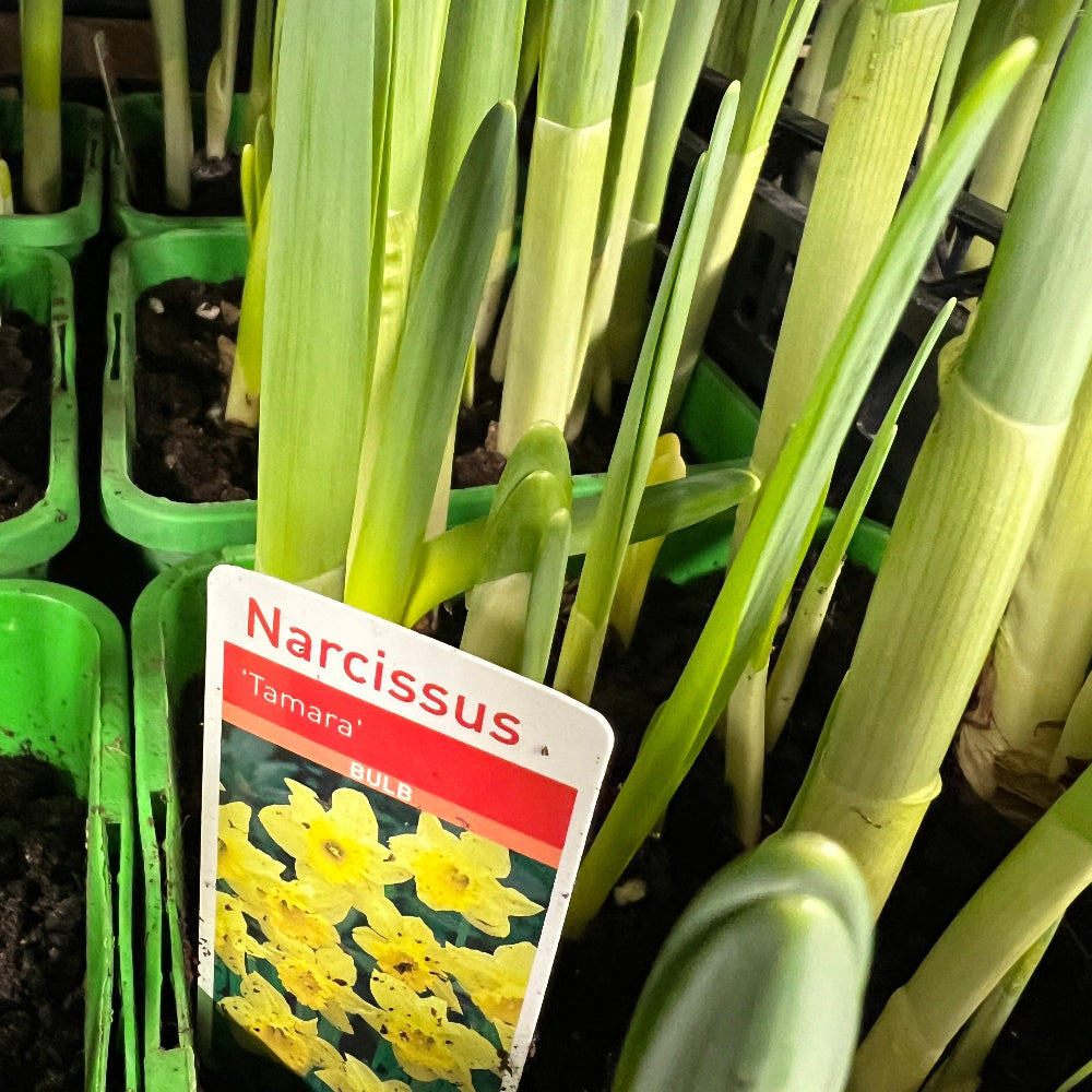 daffodil narcissi bulb sale