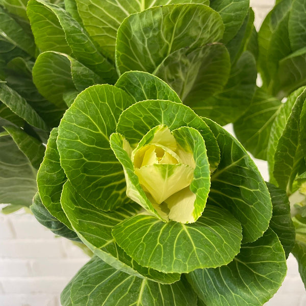 Brassica (Indoor grown) White Crane-10 stems