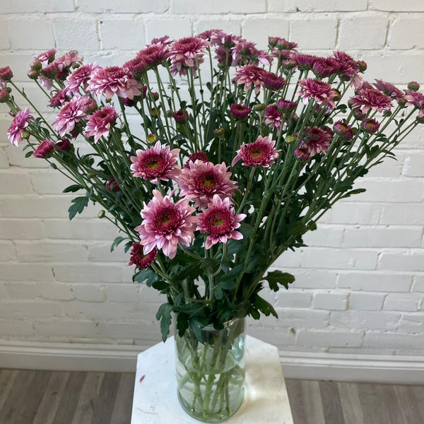 Chrysanthemum Beppie Pink - 10 stems