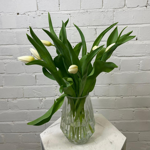 Tulip - Single Prince White 8 stems