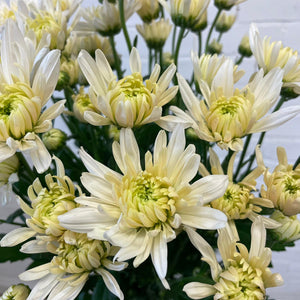 Chrysanthemum Baltica White-cream - 10 stems