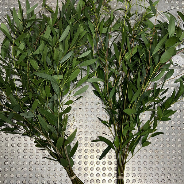 Norfolk Eucalyptus Bunch - Mixed Greens - mid size leaf