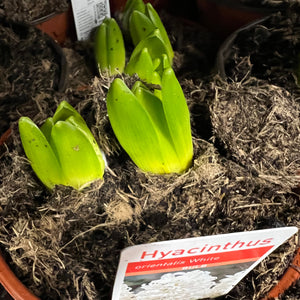 Hyacinth - POTTED - White