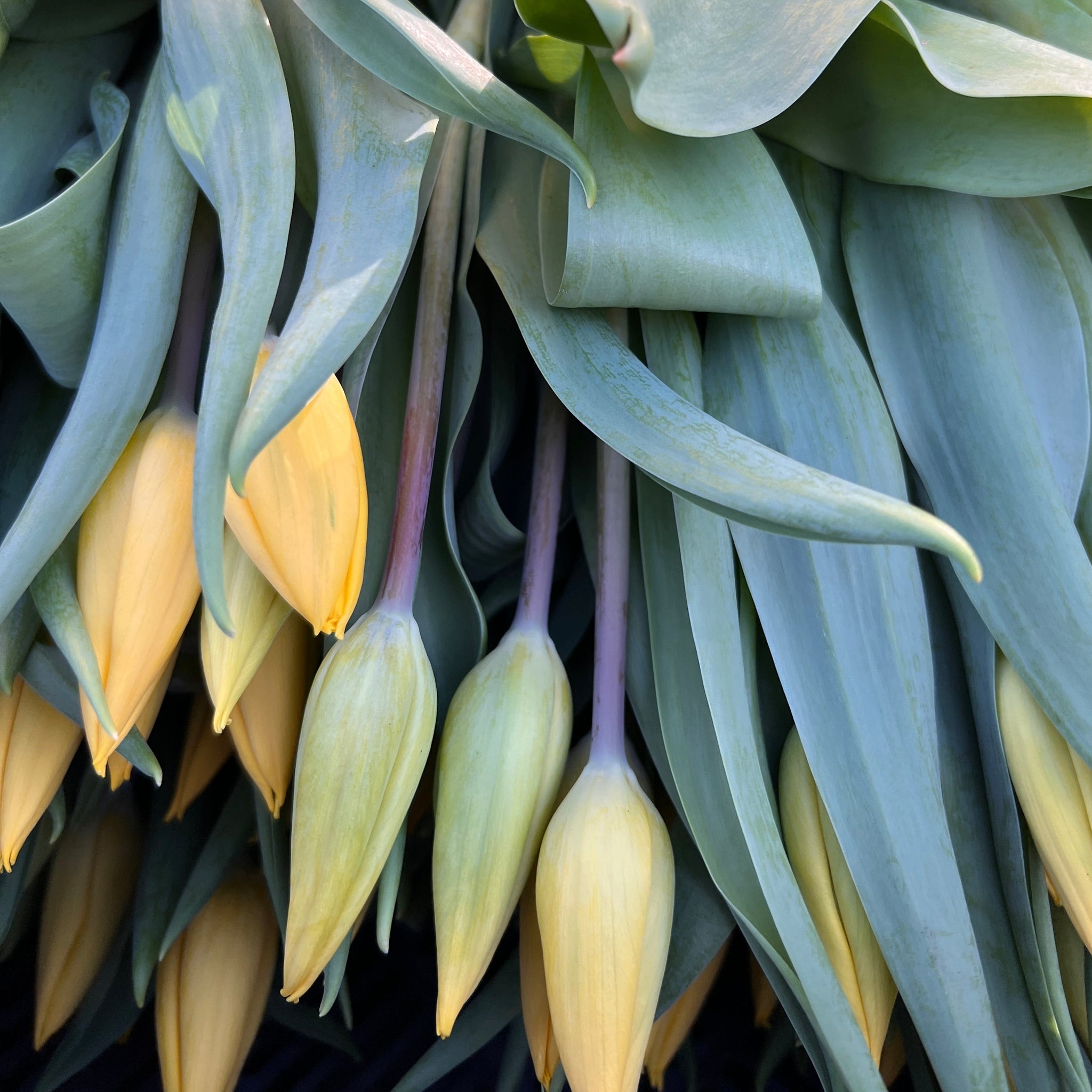 Tulip - Single Strong Gold Yellow 8 stems