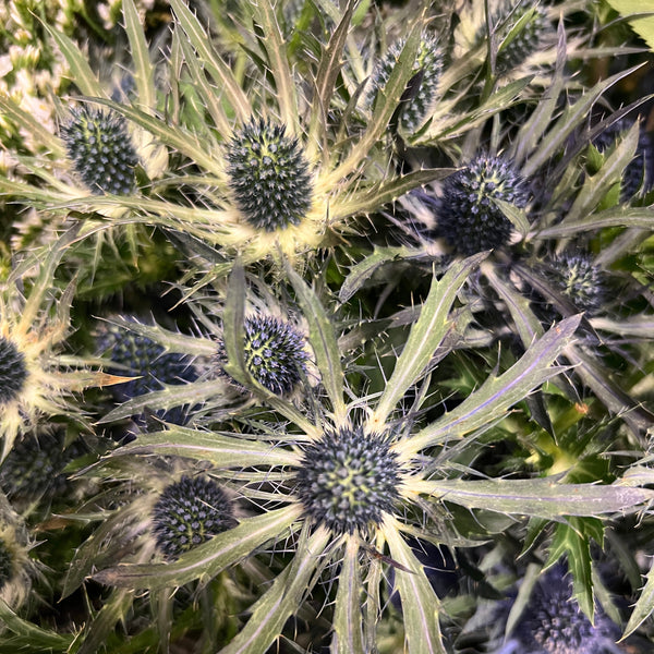 IMPORT - Eryngium Blue (KE) 10 Stems