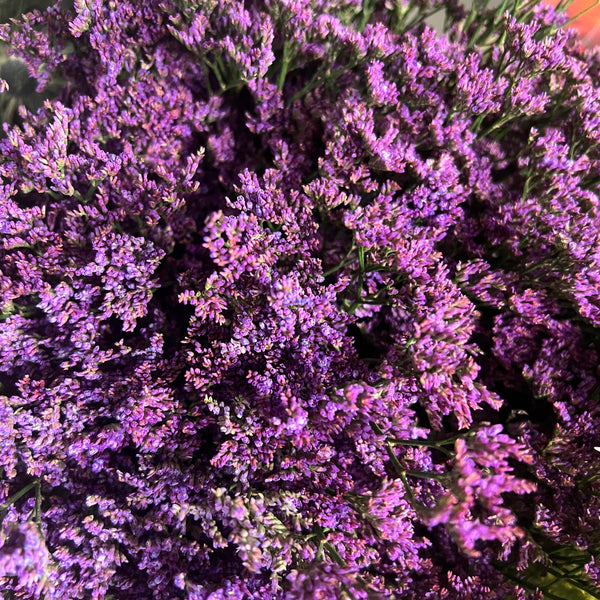 IMPORT(KE) Limonium Purple Shooting Star-25 stems