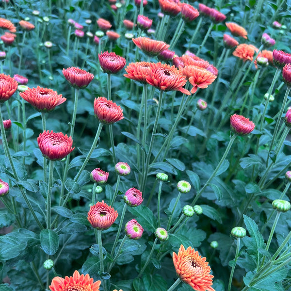 Chrysanthemum Blenda Bronze- 10 stems