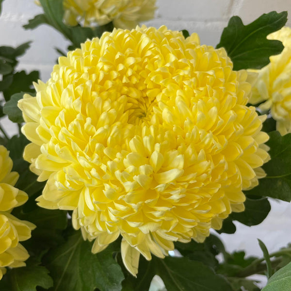 Chrysanthemum Blooms - Misty Cream*BOX OFFER 30*