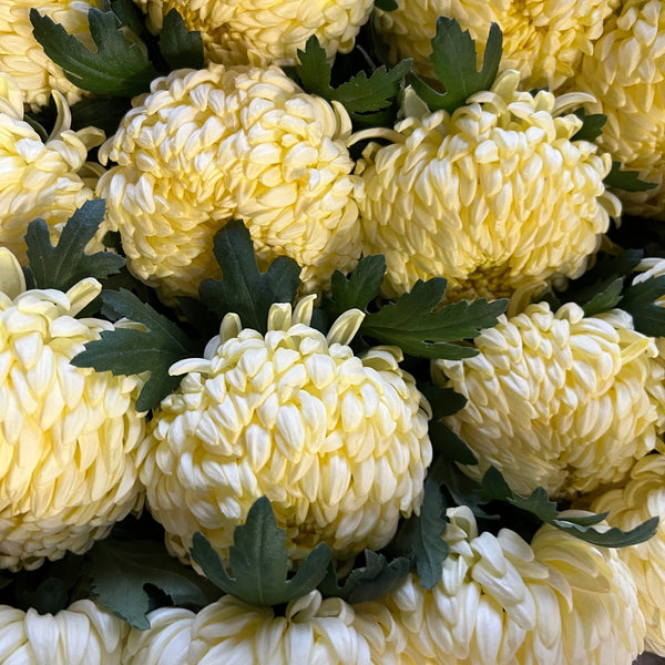 Chrysanthemum Blooms - Misty Cream-5 stems