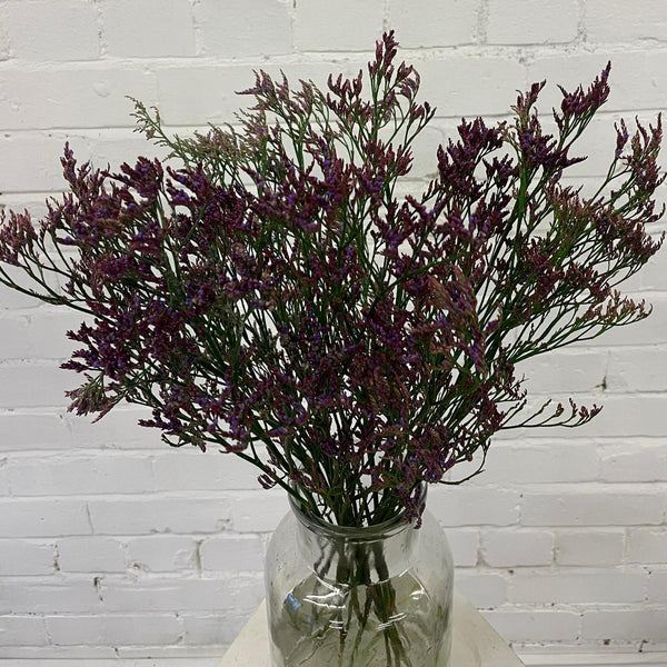 IMPORT(KE) Limonium Purple Shooting Star-25 stems