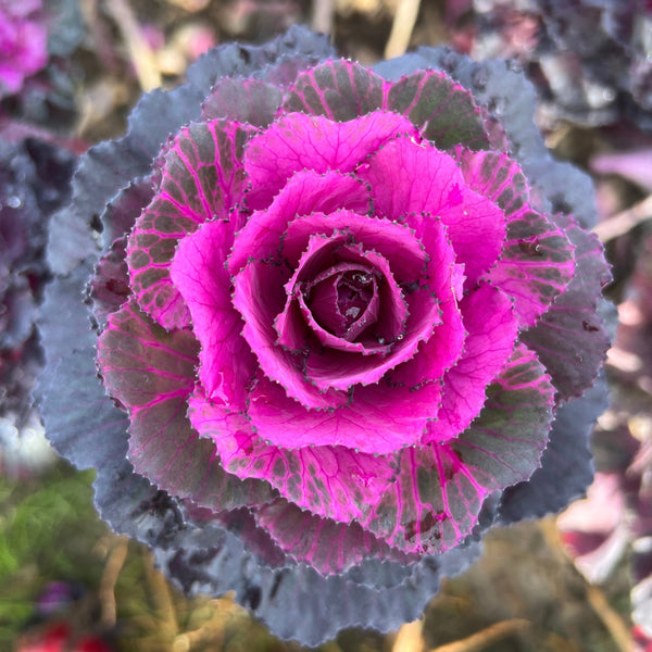 Brassica (Indoor Grown)  Purple Crane-10 stems