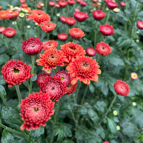 Chrysanthemum Blenda Red - 10 stems