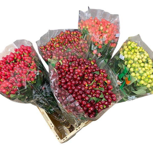 coloured hypericum florist