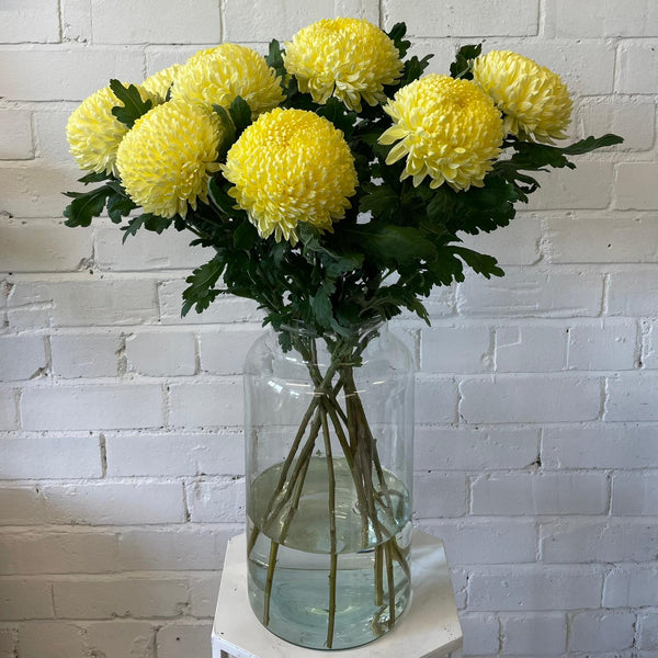 Chrysanthemum Blooms - Misty Cream*BOX OFFER 30*