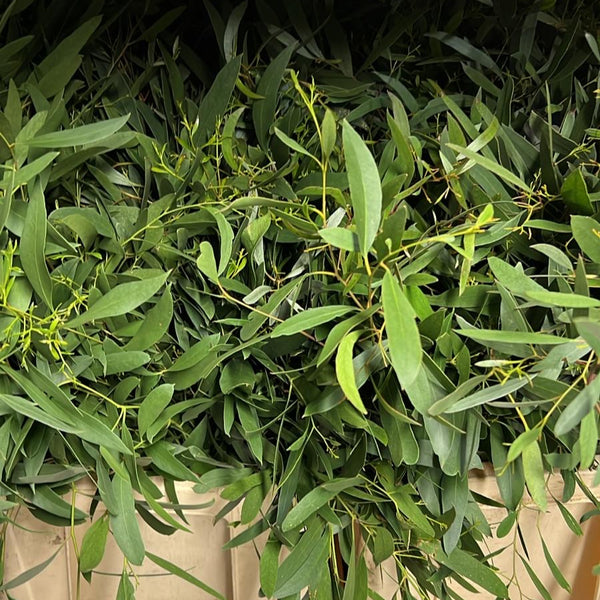 Norfolk Eucalyptus Bunch - Mixed Greens - mid size leaf