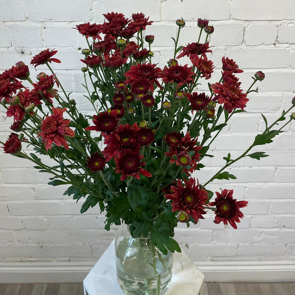 Chrysanthemum Beppie Red - 10 stems