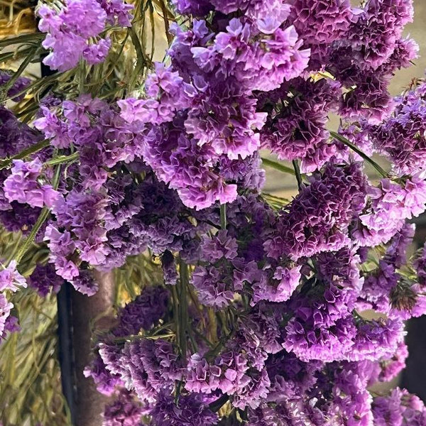 sustainable flowers dried 