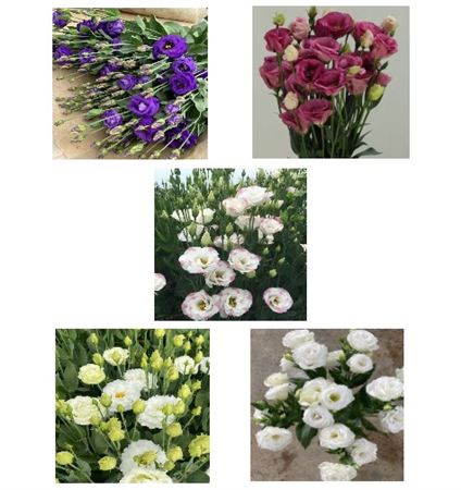 IMPORT - Lisianthus Dusty Pink-10 stems