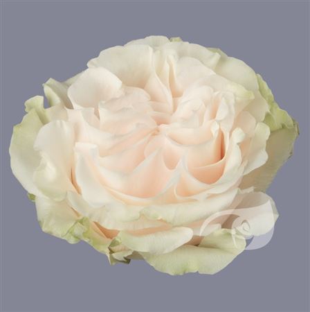 IMPORT - ROSE Cotton Expression Blush-60cm 25 stems