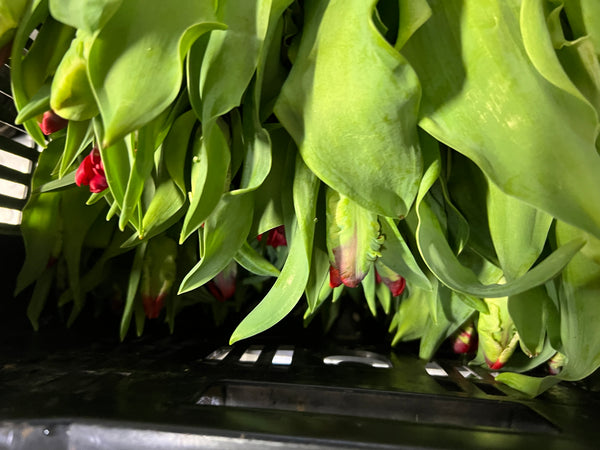 Tulip - Red Parrot 8 stems