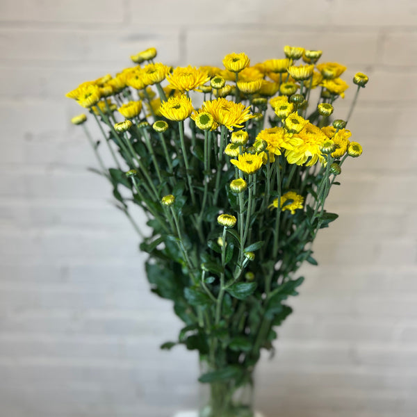 Chrysanthemum Blenda Yellow- 10 stems