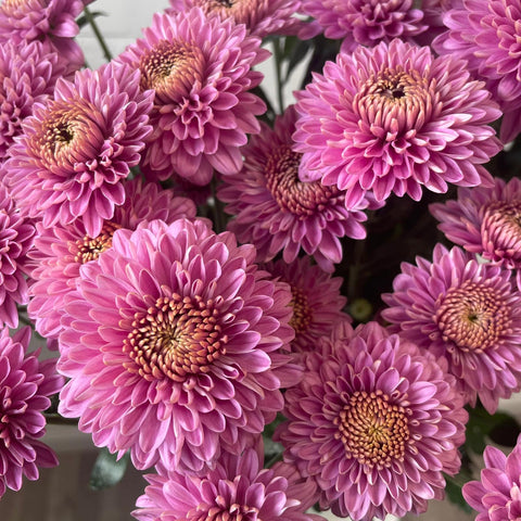 Chrysanthemum Blenda Purple- 10 stems