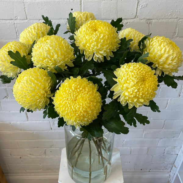 Chrysanthemum Blooms - Misty Cream*BOX OFFER 30*