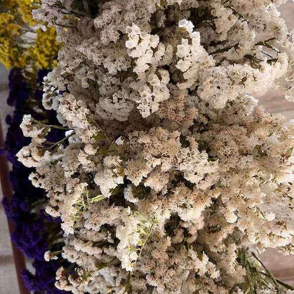 Dried Flowers - Statice Bunches - Colour Mix