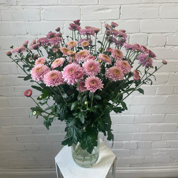 Chrysanthemum Blenda Pink- 10 stems