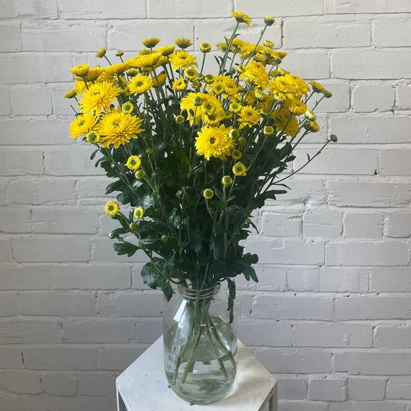 Chrysanthemum Blenda Yellow- 10 stems