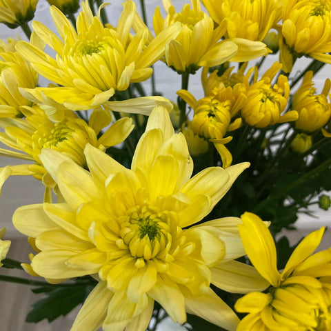 Chrysanthemum Baltica Yellow - 10 stems