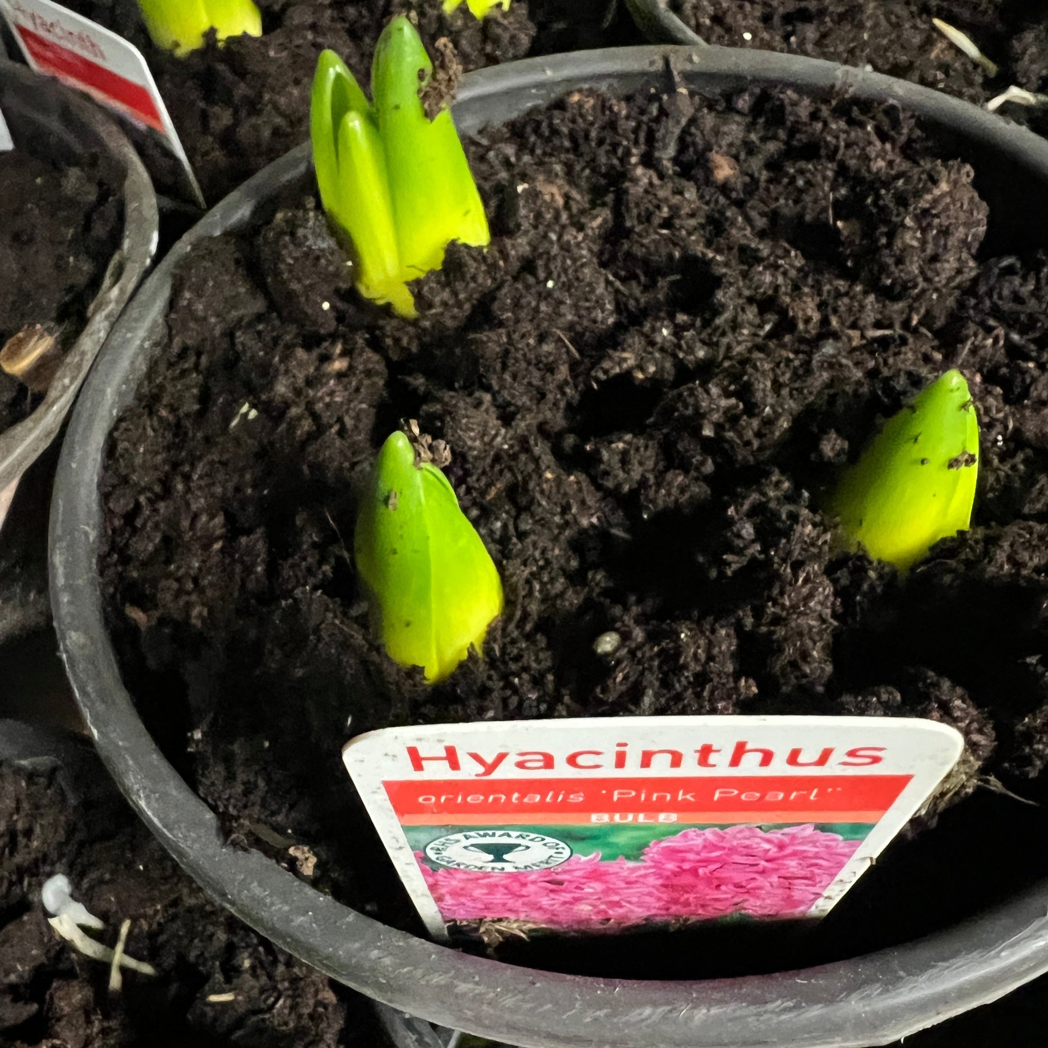 Hyacinth - POTTED - Pink