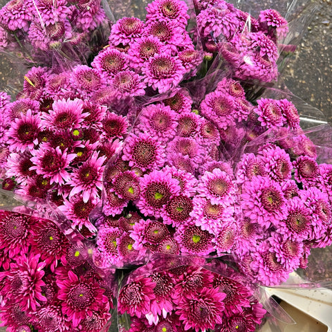 Chrysanthemum Pink/Purple Mix - 4 stem bunch