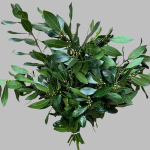 FOLIAGE - Bay-Laurus nobilis