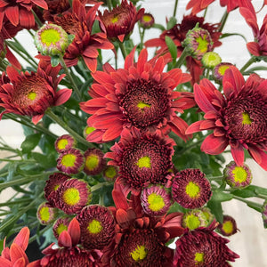 Chrysanthemum Beppie Red - 10 stems