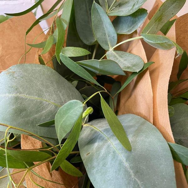 FARM SHOP Eucalyptus 6 bunches