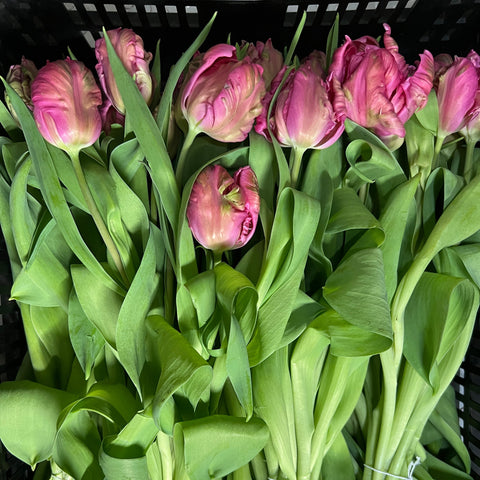 Tulip - Pink PARROT 8 stems