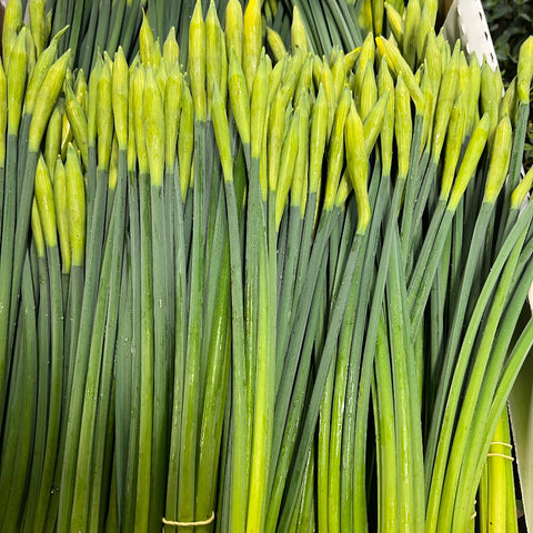 cornish outdoor daffodils