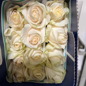 IMPORT ROSE - Large Headed White Shimmer 50cm 25 stems