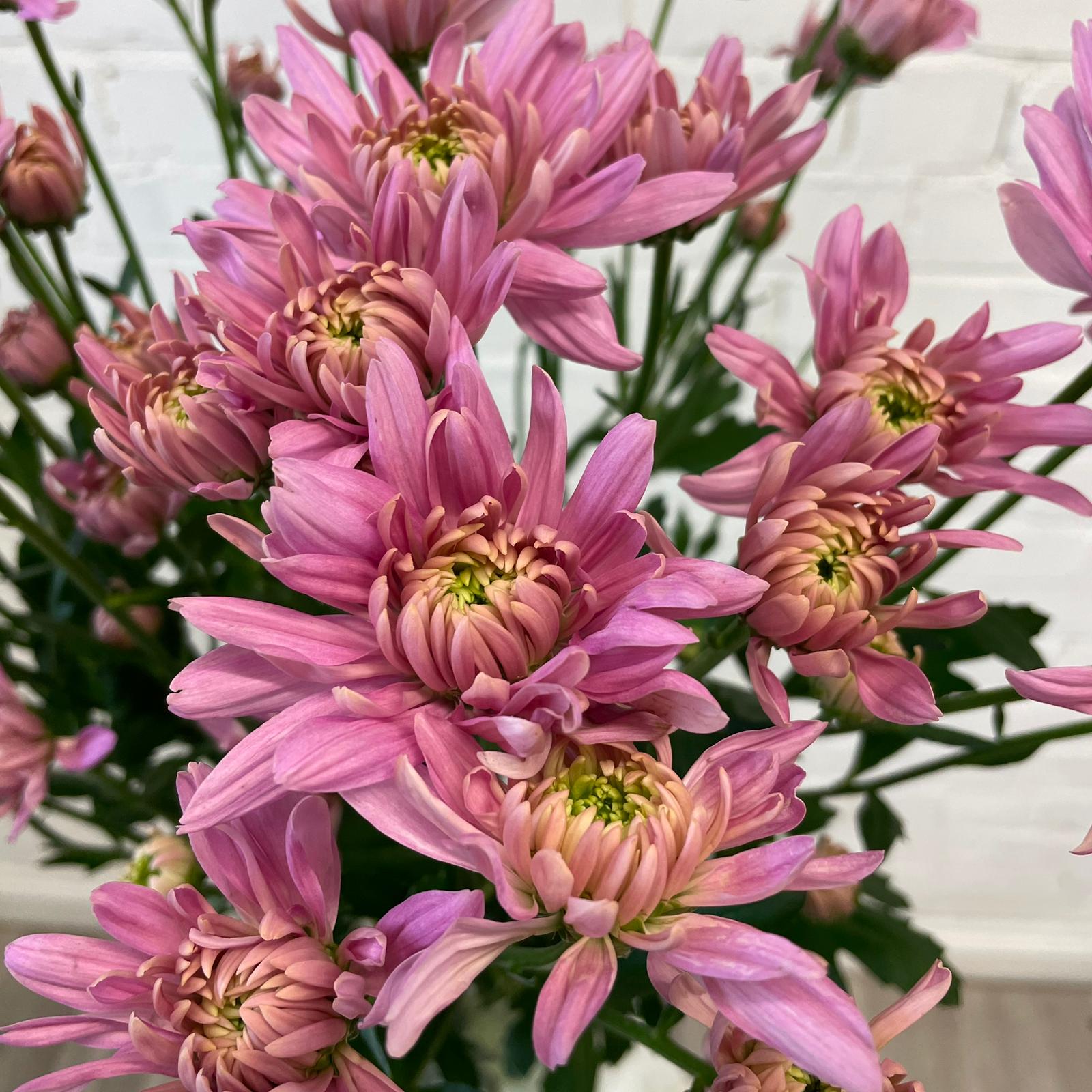 Chrysanthemum Baltica Dusty Pink - 10 stems