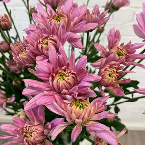 Chrysanthemum Baltica Dusty Pink - 10 stems